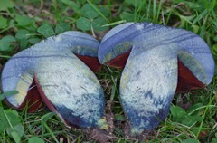 Neoboletus xanthopus