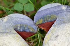 Neoboletus xanthopus