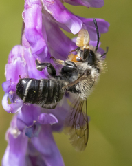 Megachile frigida