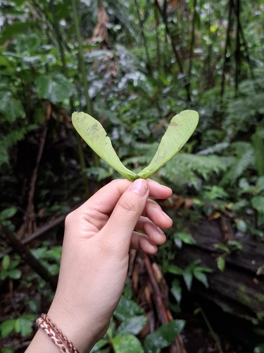 Acer laurinum observed 2025-01-22