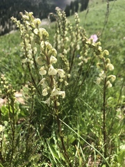 Pedicularis parryi
