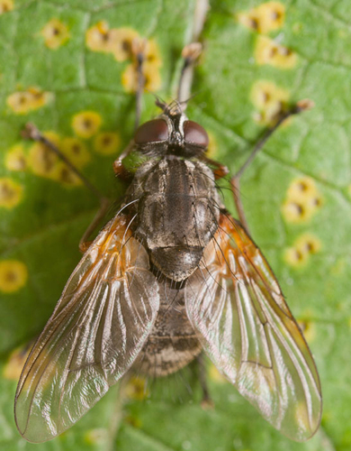 Phaonia falleni