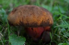 Neoboletus xanthopus