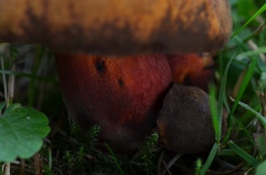 Neoboletus xanthopus