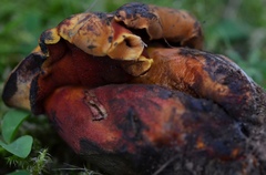 Neoboletus xanthopus