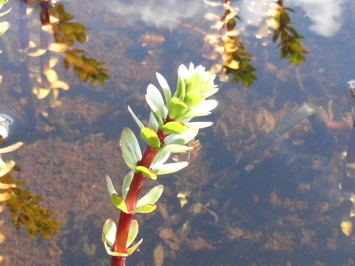 Hippuris tetraphylla iNat (1)