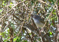 Hemitriccus margaritaceiventer