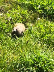 Marmota olympus