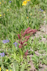 Rumex paucifolius