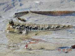 Barred Mudskipper photo 5