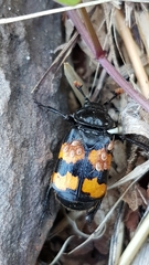 Nicrophorus interruptus