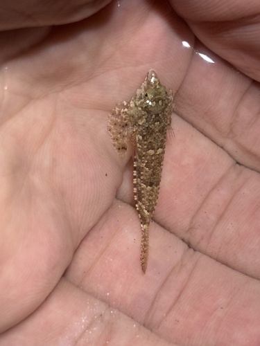 Spotted dragonet (Diplogrammus pauciradiatus) — Callionymidae — 3