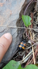 Nicrophorus interruptus