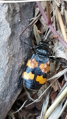 Nicrophorus interruptus