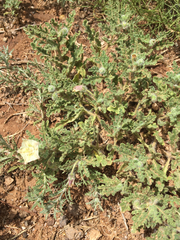 Chamaesaracha coniodes