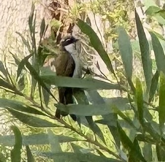 Gilbert's Honeyeater (Melithreptus chloropsis), photo 10
