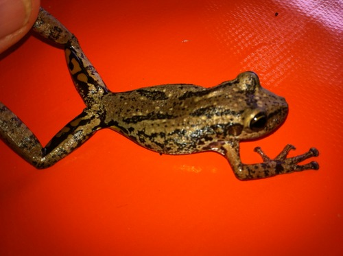 Scinax ruber