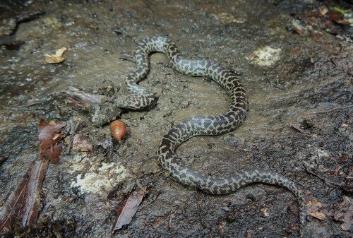 Spotted Python sighting