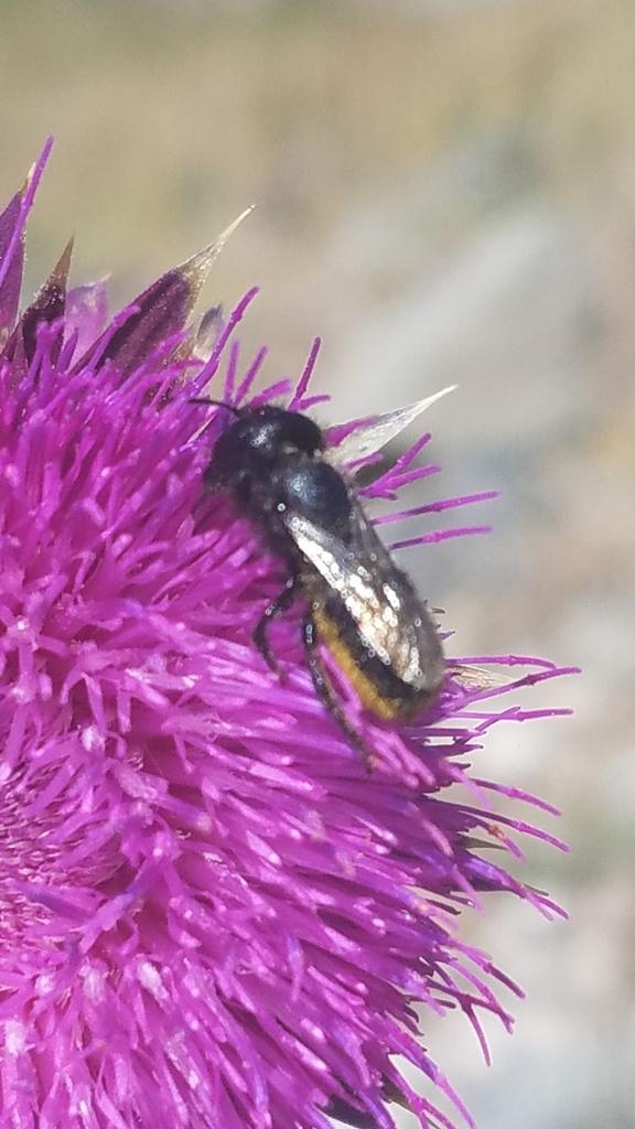 Osmia montana montana