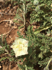 Chamaesaracha coniodes