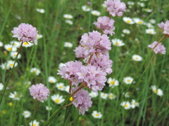 Armeria denticulata