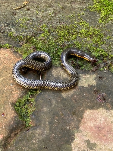 Photo of a Phipson's Shieldtail (Uropeltis phipsonii)