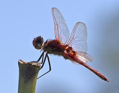 Urothemis assignata