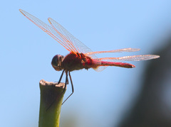 Urothemis assignata