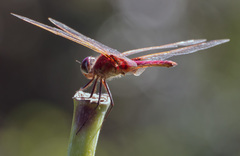 Urothemis assignata