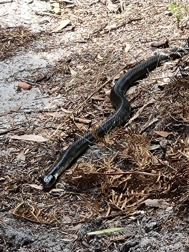 Tiger Snake sighting