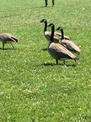 Branta canadensis
