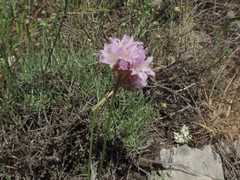 Armeria denticulata