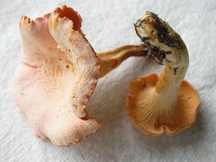 Cantharellus velutinus