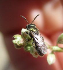 Dialictus