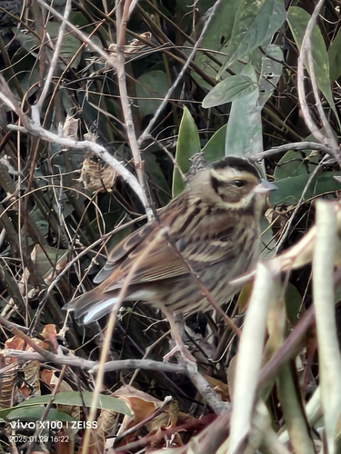 Tristram's Bunting