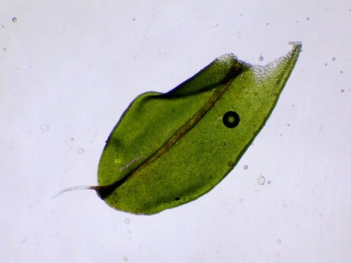 Stoginė sintrichija nuotrauka