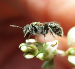 Dialictus