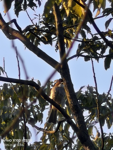 Chestnut Bulbul