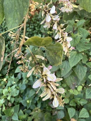 Haymondia wallichii, photograph 呂一起(Lyu yi-chi), CC BY, iNaturalist via GBIF