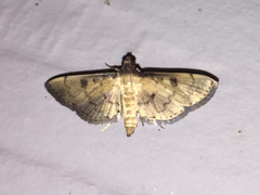 Nacoleia charesalis