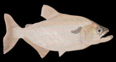 Slender Piranha photo 2