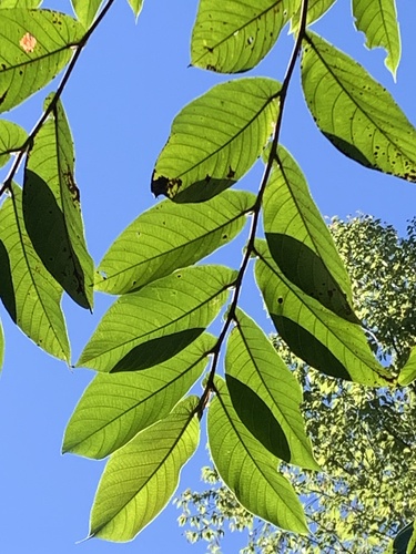 Image of Ficus semicordata by (c) 呂一起(Lu i-chi), some rights reserved (CC BY)