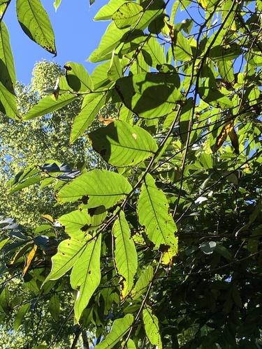 Image of Ficus semicordata by (c) 呂一起(Lu i-chi), some rights reserved (CC BY)