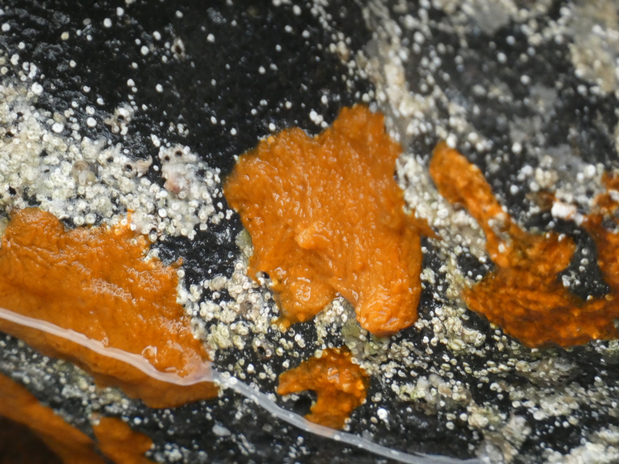 Clathrina rubra