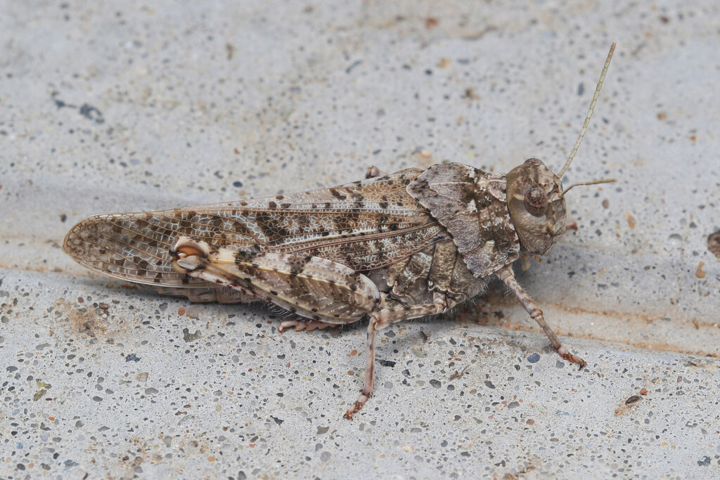 Angaracris barabensis from 中国内蒙古自治区锡林郭勒盟锡林浩特市 on July 25, 2022 at 09:18 ...