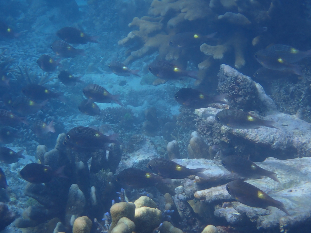 Goldlined Emperor, Striped large-eye bream (Gnathodentex aureolineatus)