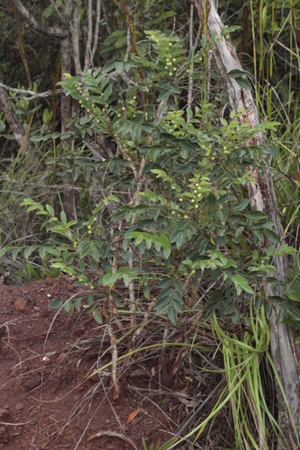Phyllanthus serpentinus observed 2025-01-22