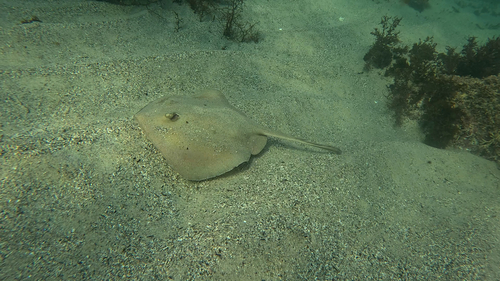 Common Stingaree, Gordon NSW 2072, Australia, photo 10 of 10