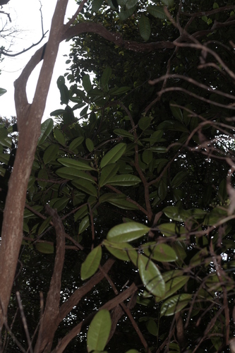 Gossia clusioides observed 2025-01-22