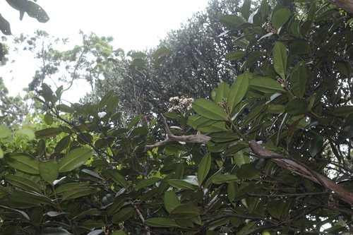 Gossia clusioides observed 2025-01-22
